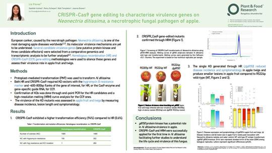 CRISPR-Cas9 gene editing to characterise virulence genes on *Neonectria ditissima*, a necrotrophic fungal pathogen of apple.