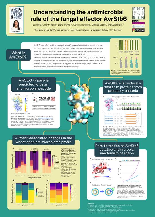 Understanding the antimicrobial role of the fungal effector AvrStb6.