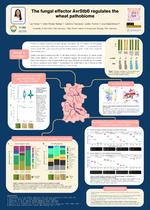 The fungal effector AvrStb6 regulates the wheat pathobiome.